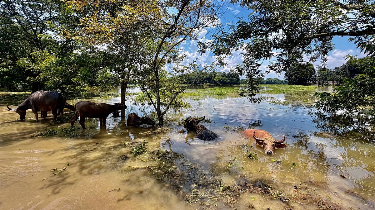 A fight for survival as buffaloes wade through swollen floodwaters.
