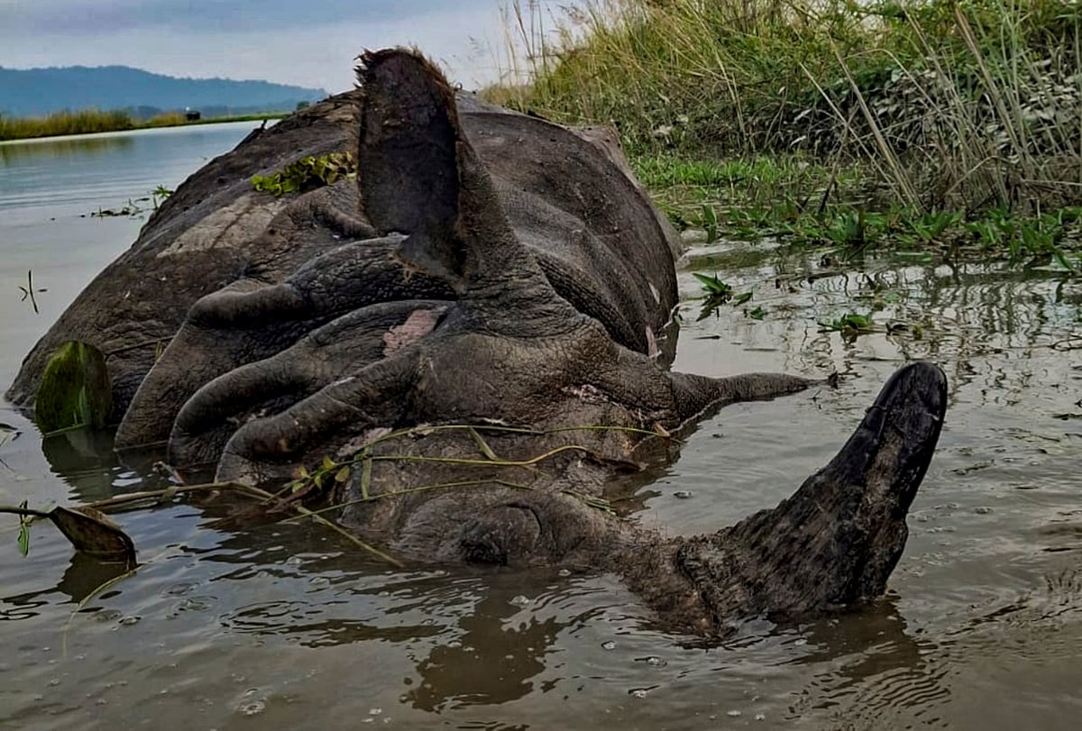 An adult one-horned rhinoceros died in the Pobitora Wildlife Sanctuary