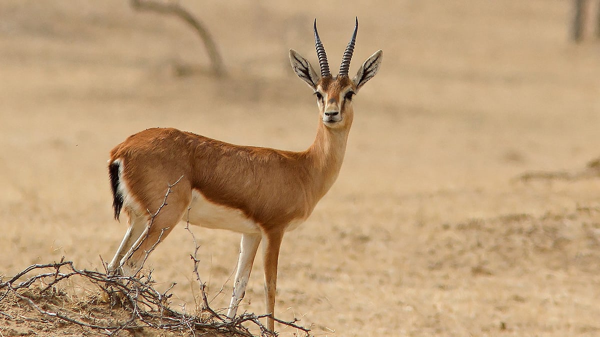 The species is protected under the Wildlife (Protection) Act. 