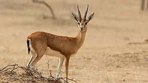 The species is protected under the Wildlife (Protection) Act.