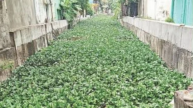 Hyacinth-choked Vyasarpadi canal in Chennai.