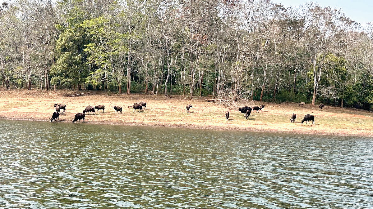 The site inside the Periyar Tiger Reserve