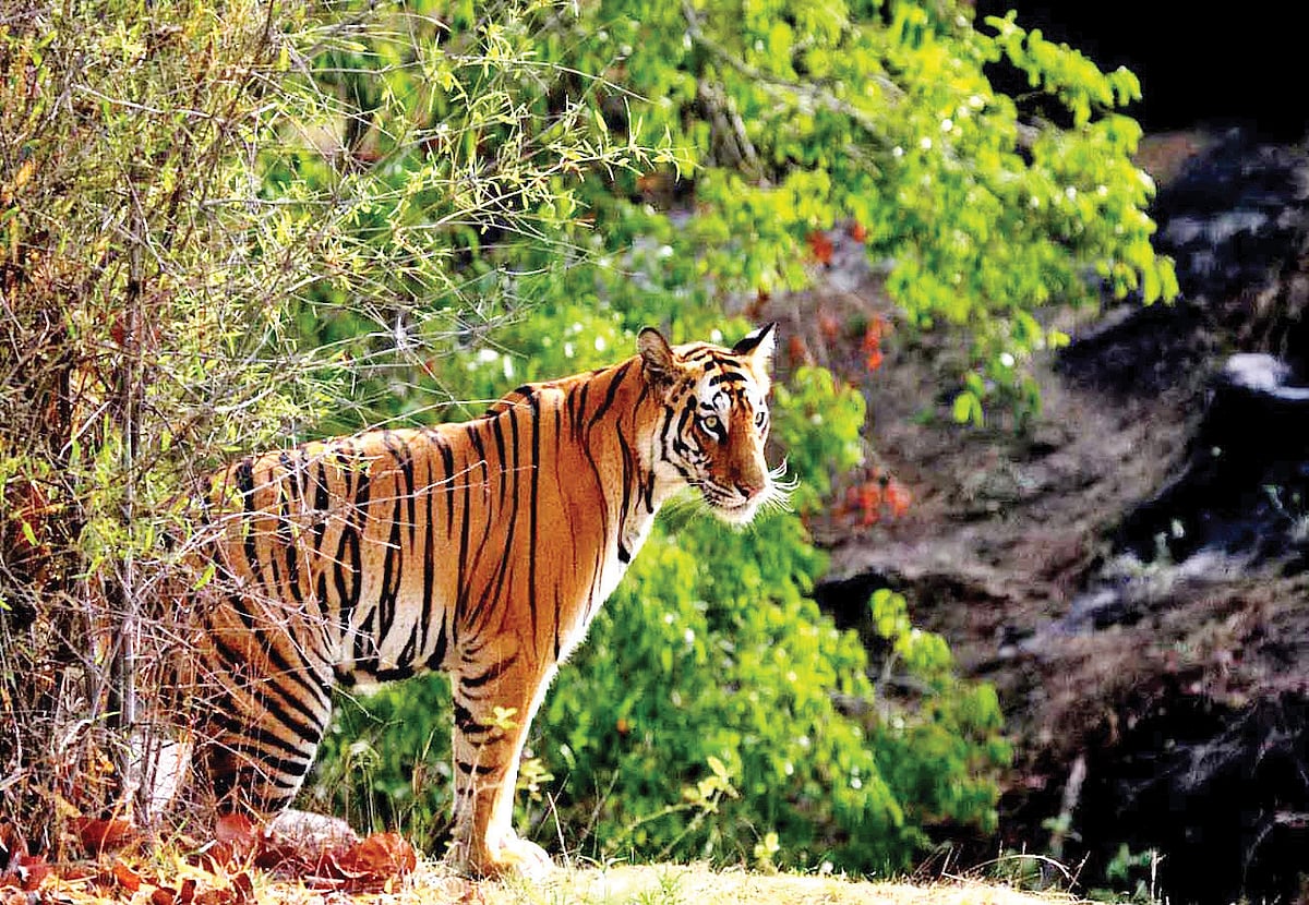 The number of tigers is now 112, up from 18 in 2010