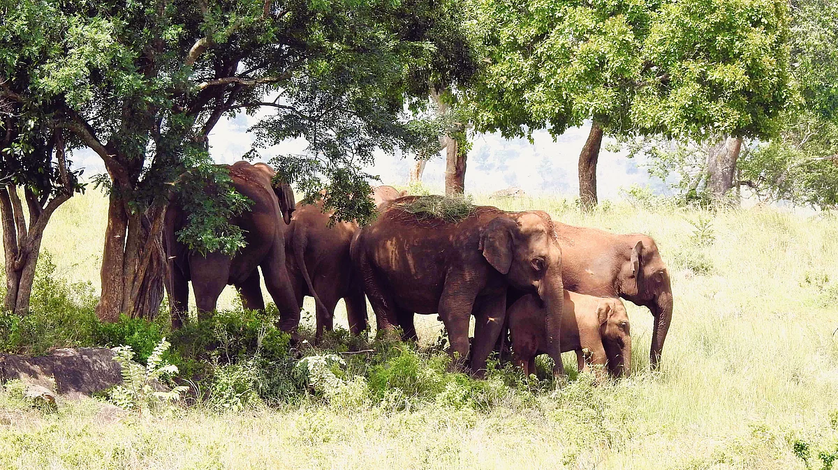 The reserve has around 651 elephants