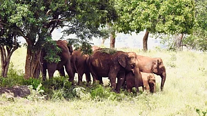 The reserve has around 651 elephants