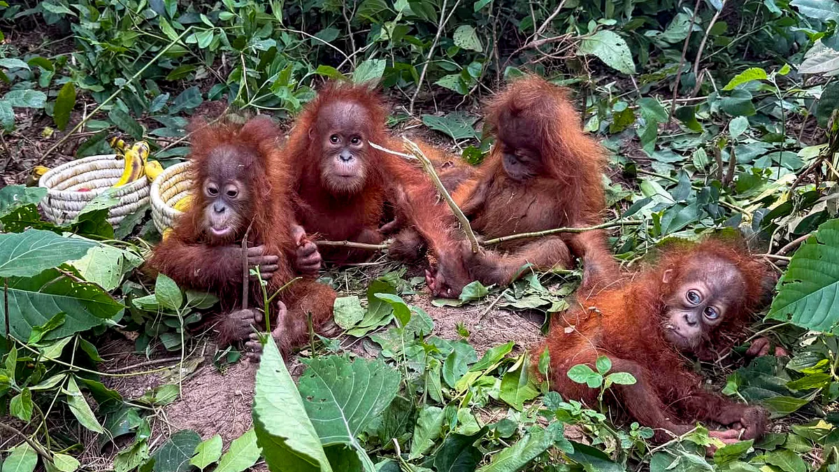The five orangutans found in Odisha