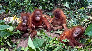 The five orangutans found in Odisha