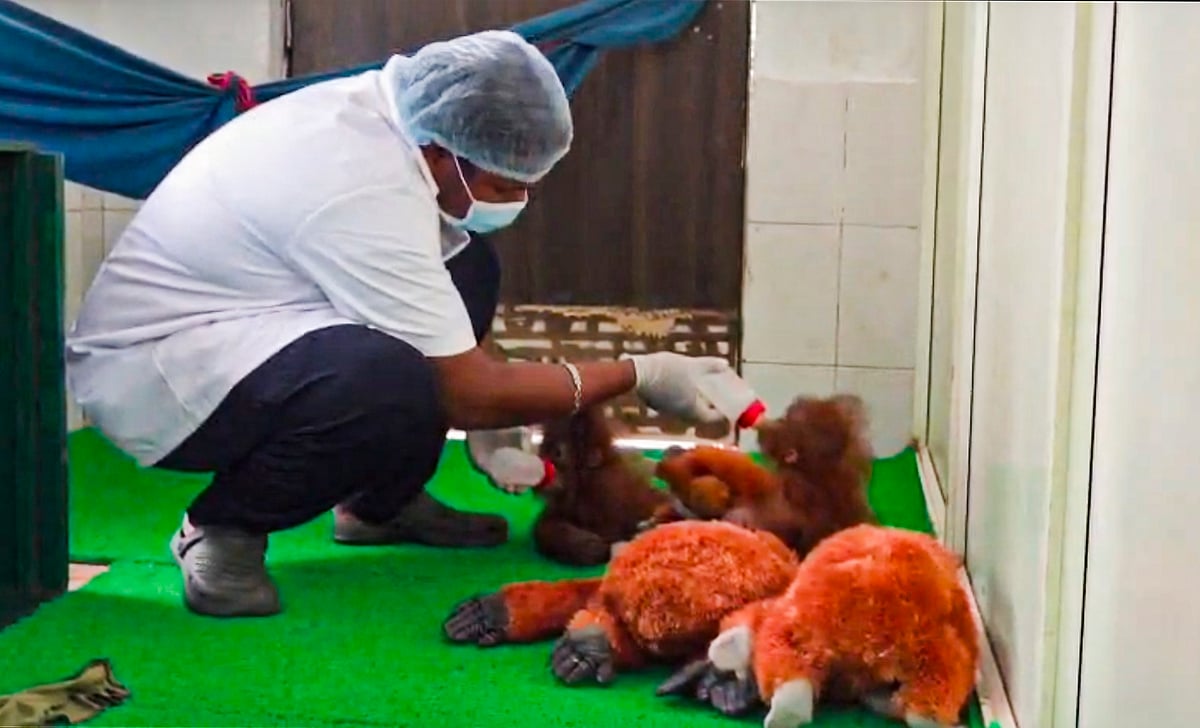 Three of them were found unwell following their rescue.