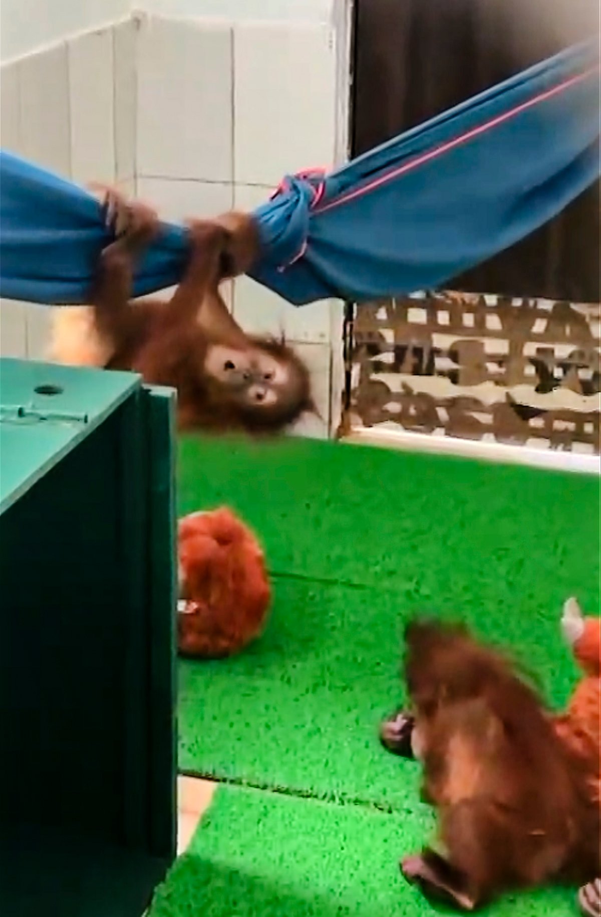 All five orangutans are currently in good health.