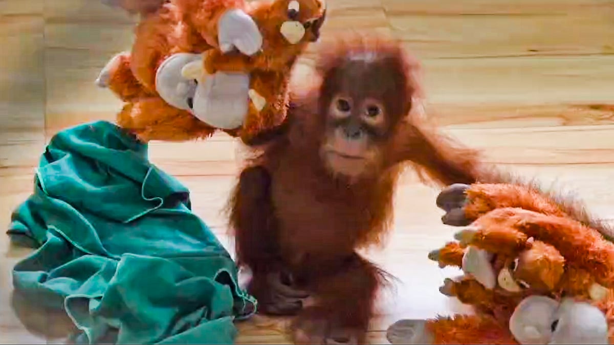 Odisha zoo postpones DNA sampling of rescued baby orangutans by 10 days.