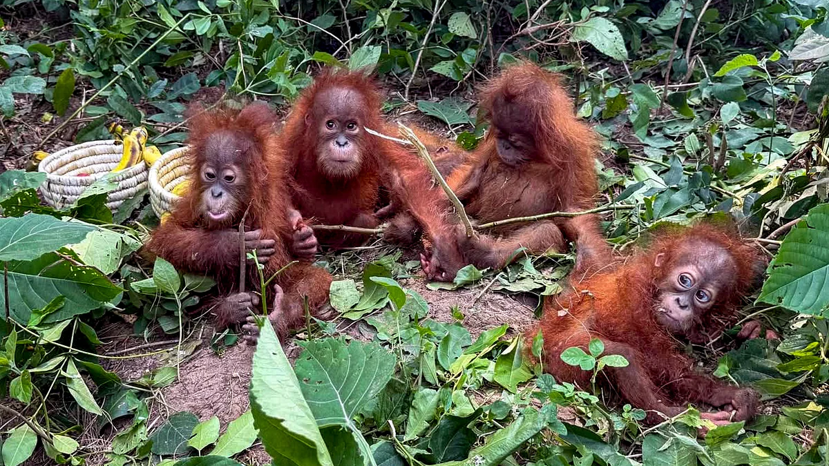 The orangutans are not native to India.