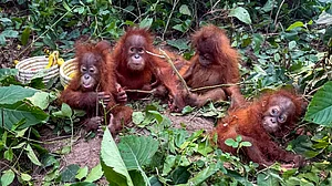 The orangutans are not native to India.