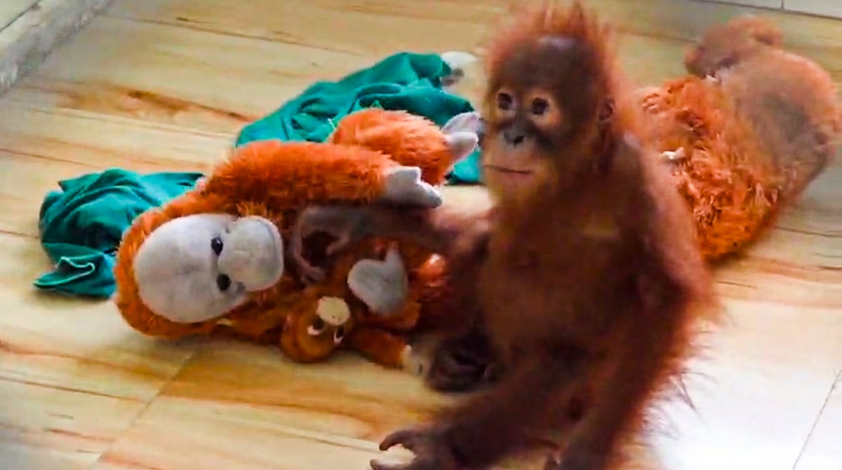 Odisha zoo postpones DNA sampling of rescued baby orangutans by 10 days
