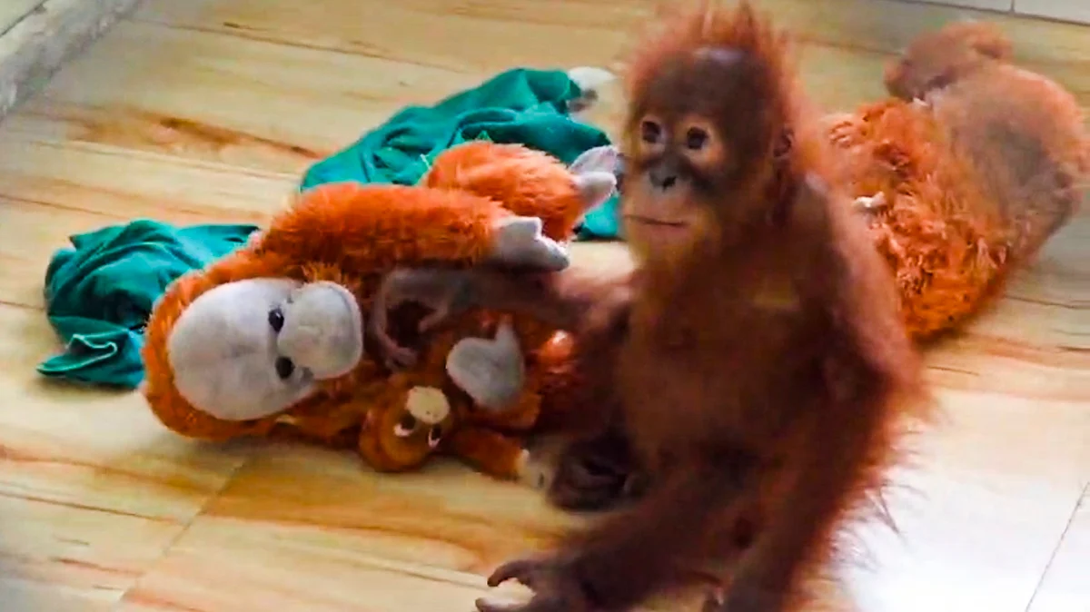 Veterinary doctors have prescribed a healthy diet for the baby orangutans.