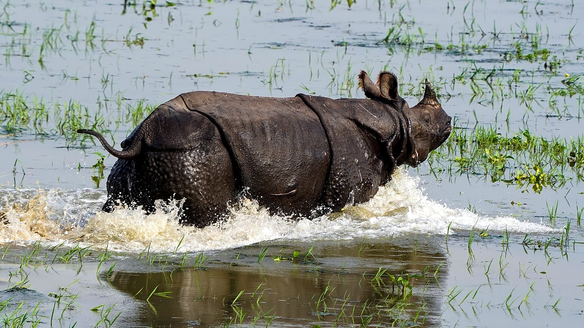 A greater one-horned rhinoceros wades through floodwaters in Assam’s Morigaon district.