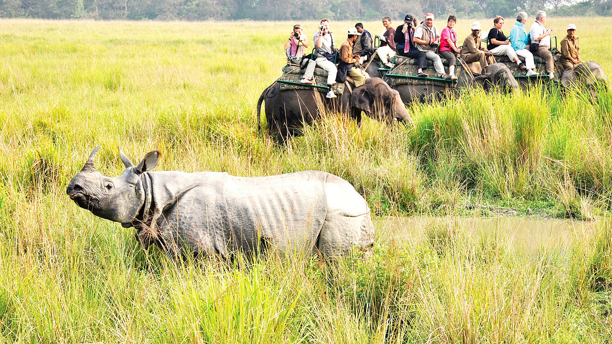Kaziranga was declared a UNESCO World Heritage Site in 1985 and attracts lakhs of tourists every year