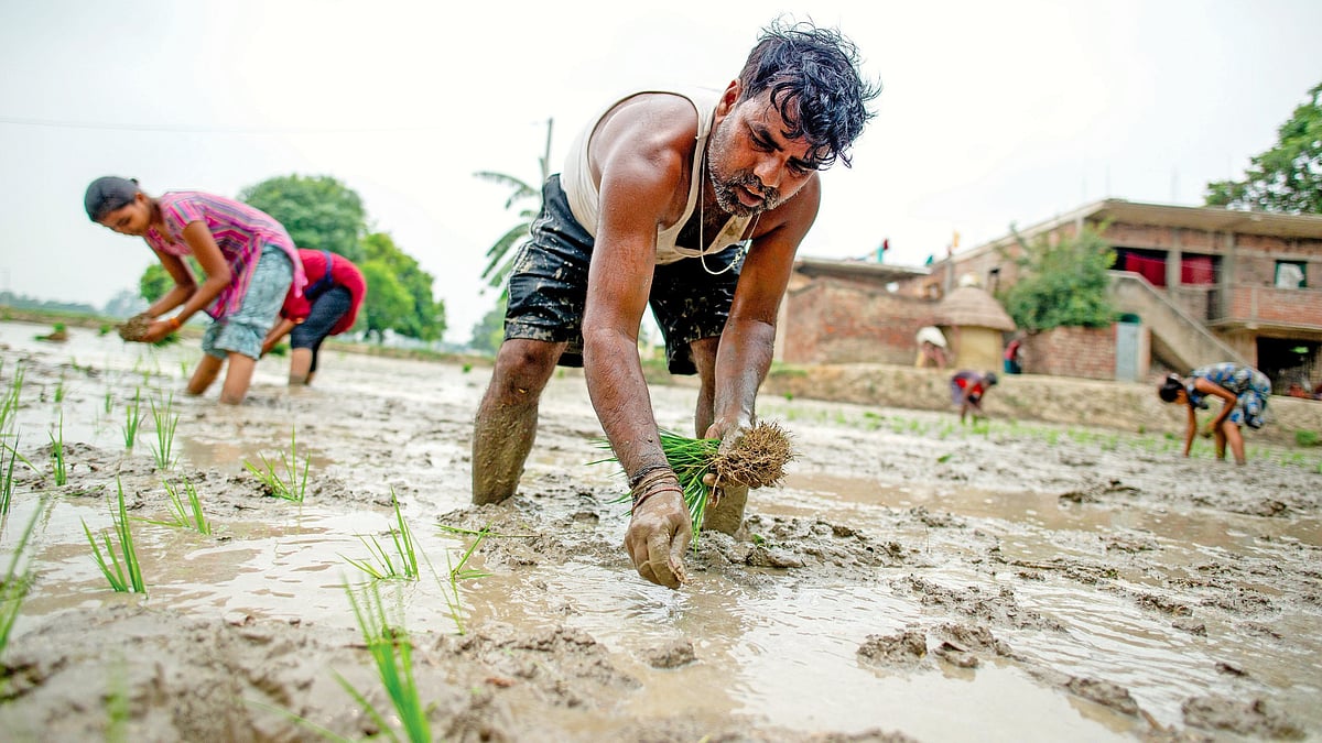El Niño threatens rabi crops, may affect foodgrain output: Agri secy