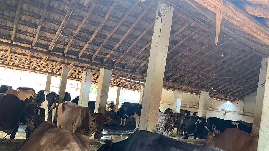 Representative image of a dairy farm.