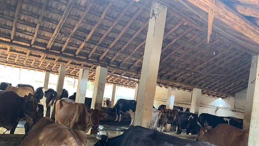Representative image of a dairy farm.