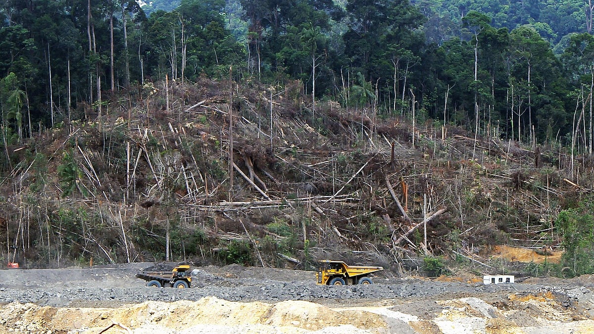 VW, Ford and Tesla batteries linked to deforestation of indigenous lands in Indonesia