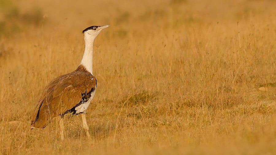 Rajasthan: Captive-bred Great Indian Bustard killed by desert fox 4 days after release
