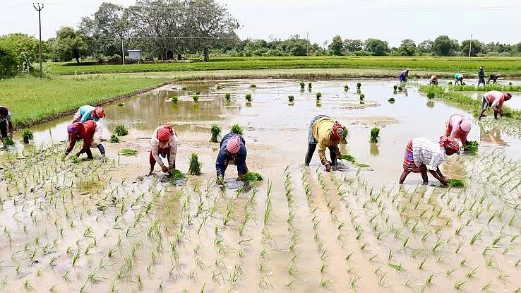 Farmers warn prolonged flooding could cause root rot in young paddy crops within 48 hours.