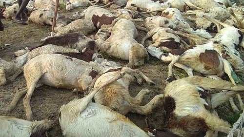 Overnight thunderstorms hit high-altitude grazing area in Ganderbal