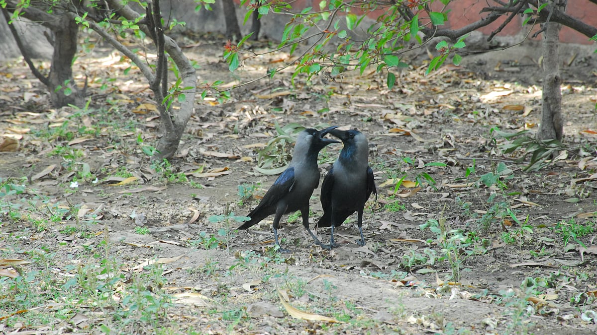 कौए