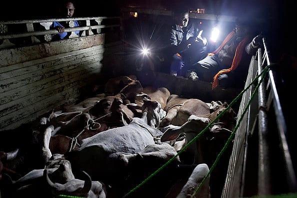 ट्रकों में ले जाए जा रहे मवेशियों की जांच करते कथित गौ-रक्षक / फोटो : Getty Images