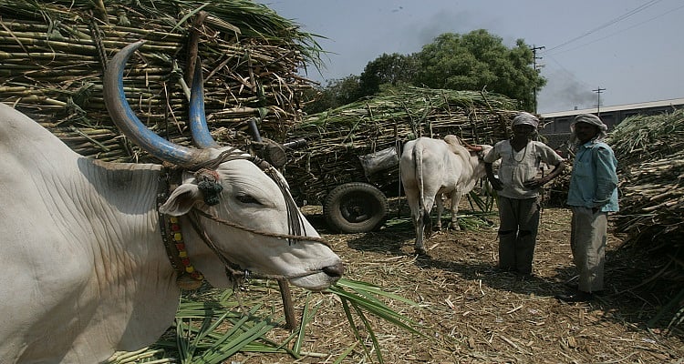 

 उत्तर प्रदेश में चीनी मिल मालिक मार रहे हैं गन्ना किसानों का हक