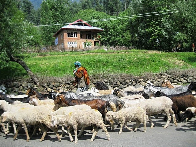 कश्मीर के बकरवाल/फोटो: Google