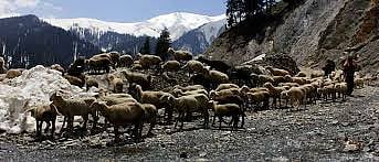 लौटने लगे हैं भेड़ों के झुंड, वापस आने अगले वसंत में
