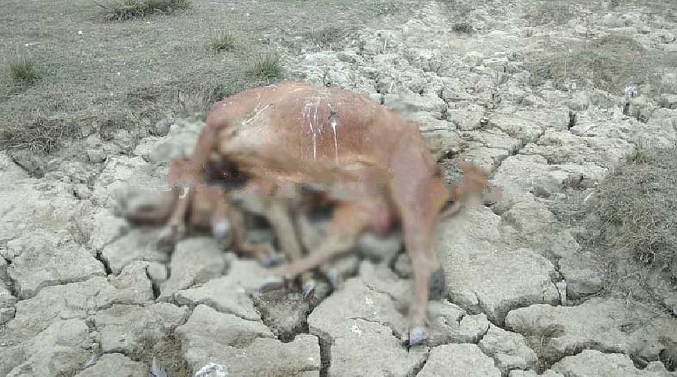 फोटो : सौजन्य डाइनामाइट न्यूज