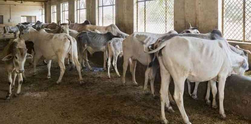 विष्णु नागर का व्यंग्य:  गाय को जानवर कहने में भी, गाय से नहीं, गोरक्षकों से डर लगता है