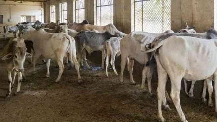 फोटो: सोशल मीडिया&nbsp;