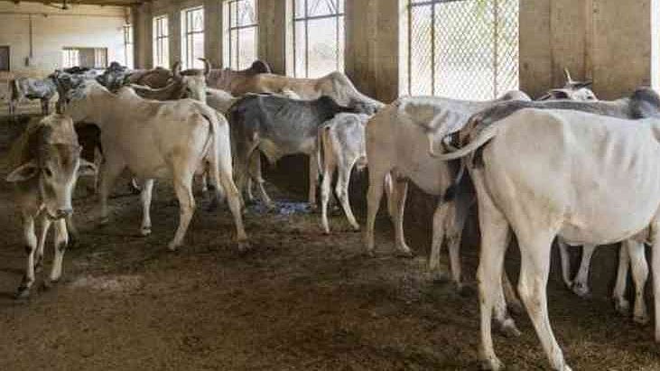 फोटो: सोशल मीडिया 
