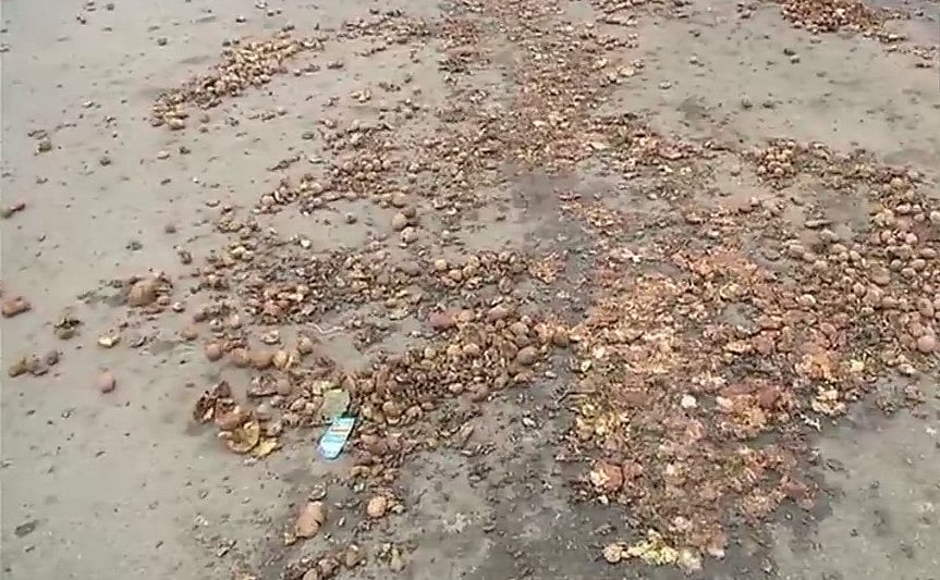 यूपी में आलू पैदा करने वाले किसानों का हाल बेहाल, सीएम योगी के घर बाहर किसानों ने फेंके आलू 