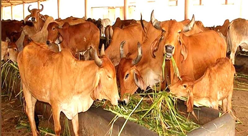 दिल्ली के रामलीला मैदान में गौ रक्षक का विवादित बयान, ‘जहां गाय कटेगी, वहीं कसाई भी कटेगा’