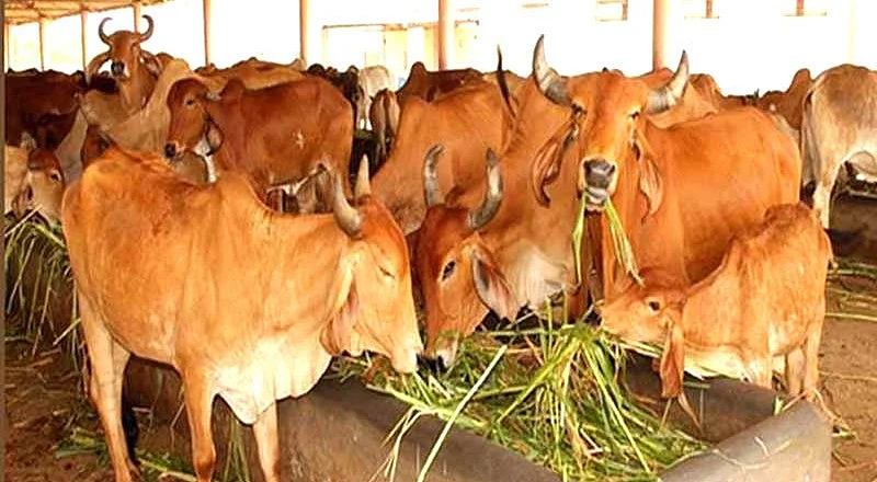 राम पुनियानी का लेखः गाय-गोमांस की राजनीति, आखिरकार हम फिर वहीं पहुंच गए