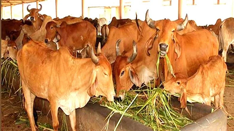 फोटो: सोशल मीडिया&nbsp;