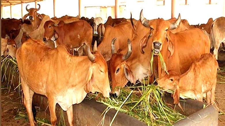 फोटो: सोशल मीडिया&nbsp;