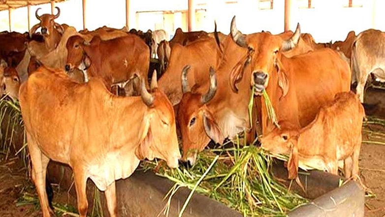 गाय-गोमांस की राजनीति, आखिरकार हम फिर वहीं पहुंच गए