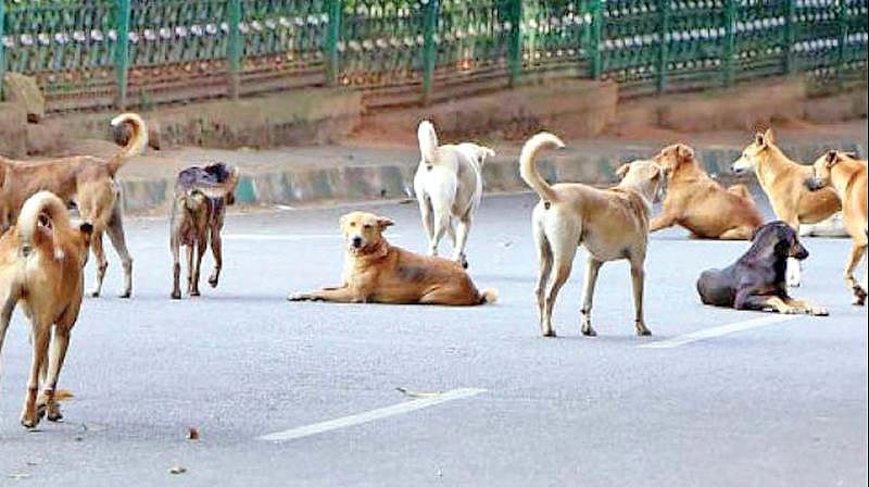 यूपी: बूचड़खाने बंद होने से नरभक्षक बने  कुत्ते, 3 बच्चों की मौत पर  लोगों ने 13 कुत्तों को उतारा मौत के घाट 
