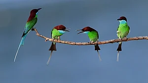 फोटो : IANS