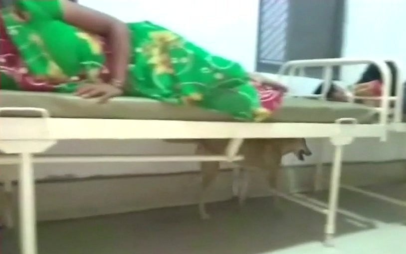 यूपी: 14 बच्चों की मौत से भी नहीं जागी योगी सरकार, अब हरदोई अस्पताल में मरीजों के बीच नजर आए कुत्ते