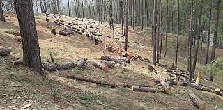 उत्तराखंड: पर्यावरण से खतरनाक छेड़छाड़, संवेदनशील क्षेत्रों में बड़े पैमाने पर पेड़ों की कटाई