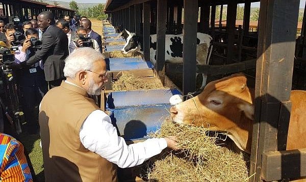 विष्णु नागर का व्यंग्य: रवांडा में 200 गायें दान कर मोदी जी ने भारत के कई मुसलमानों को बचा लिया!