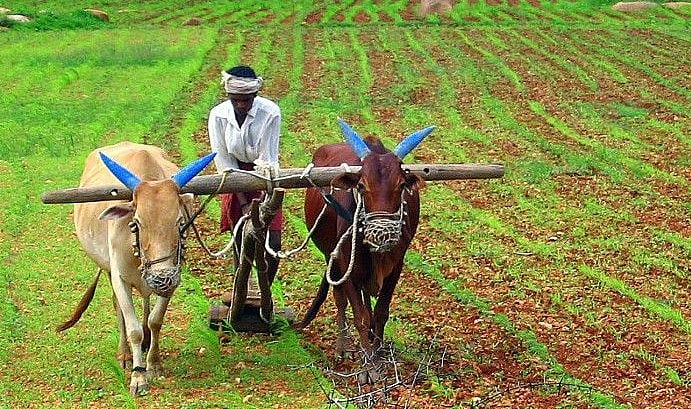 खरीफ फसलों का रकबा पिछले साल से 9 फीसदी घटा 