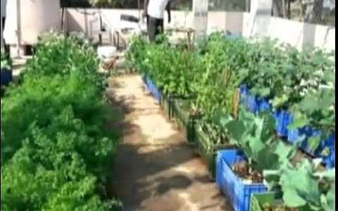 खेत नहीं, घर की छत पर फसल उगा रहे हैं दिल्ली के किसान