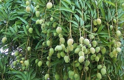 भारत जैसी गर्मी पड़ने से इटली के किसान लगा रहे हैं आम के पेड़